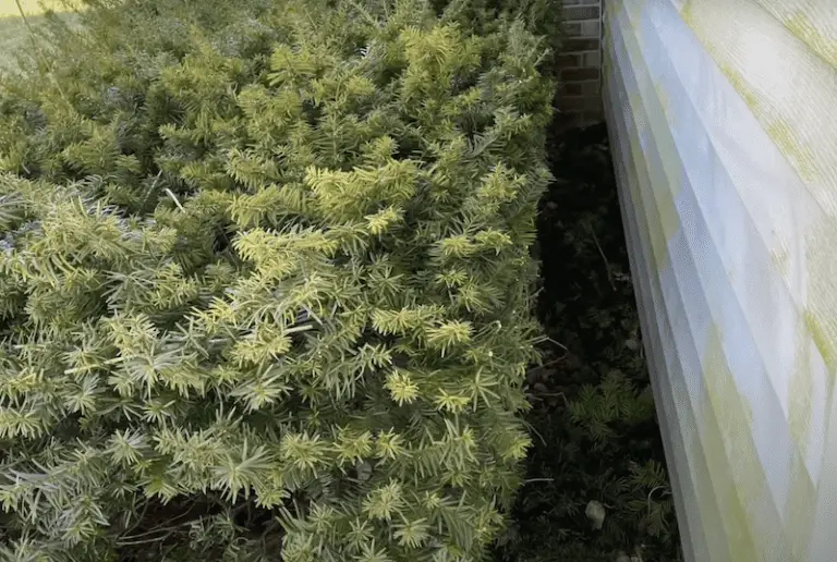 How to Remove Green Algae on Vinyl Siding 2 Ingredients