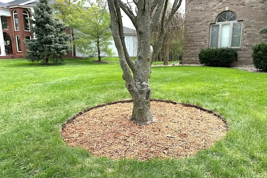 How to Make a Perfect Tree Mulch Ring