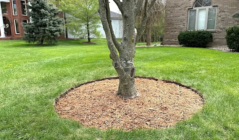 Finished product: A perfect tree mulch ring